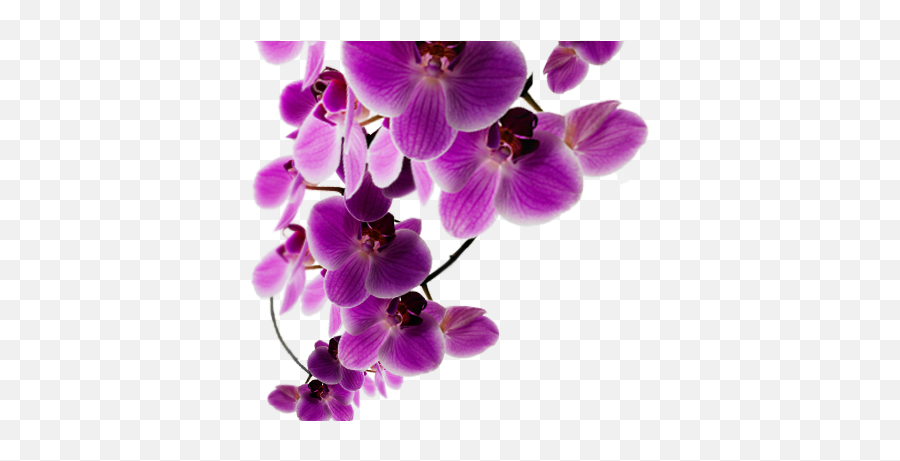 Download Background Purple Flower Background Purple Purple Flowers Png Transparent Free Transparent Png Images Pngaaa Com