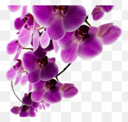 Download Background Purple Flower - Flowers Png Transparent