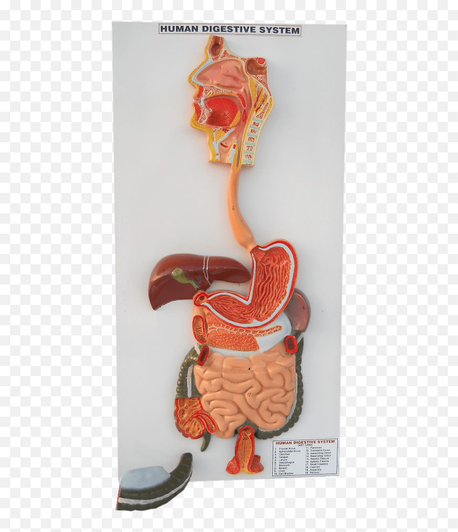 Human Digestive System Model - Heart Png,Digestive System Png