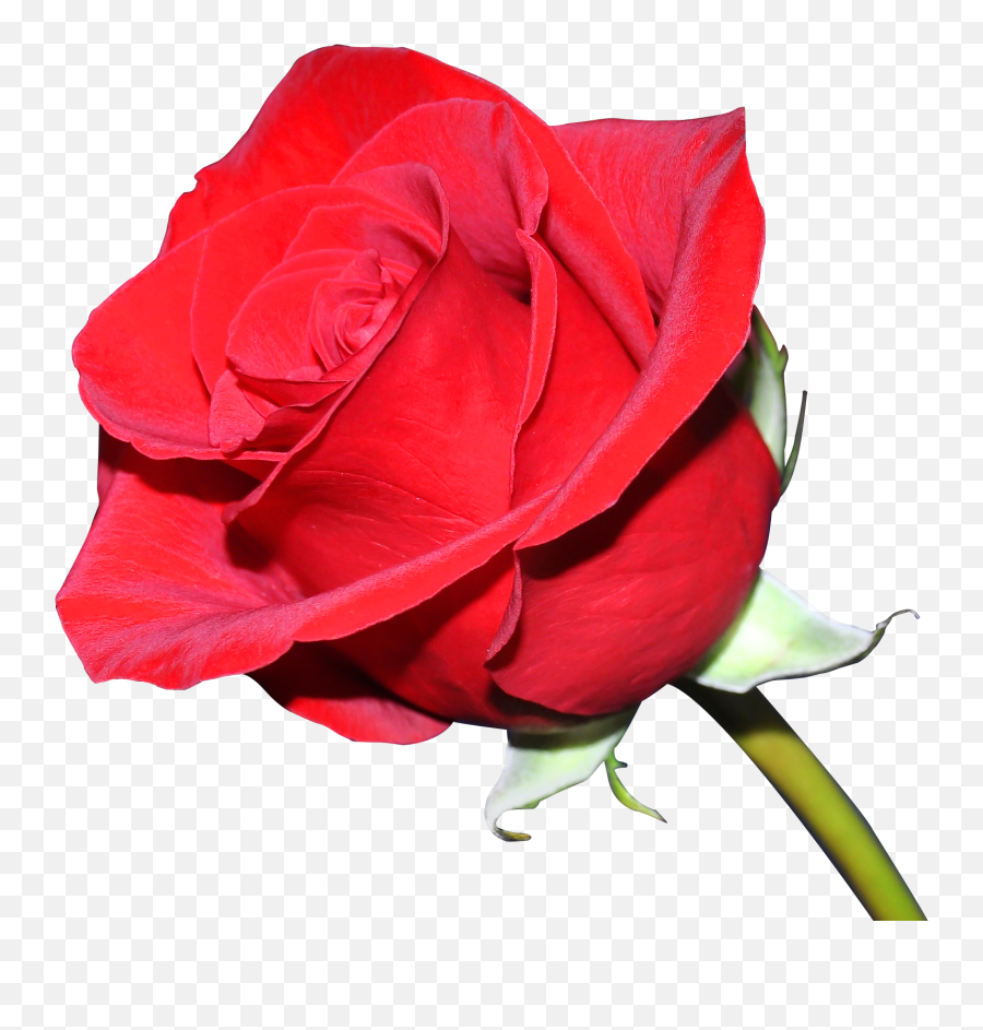 Rose Png Image - Pngpix Rose Flower Transparent Background,Rose Png Hd
