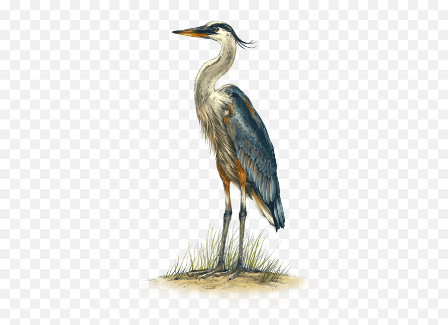 Heron Png Pic Svg Clip Art For Web - Download Clip Art Heron,Heron Icon