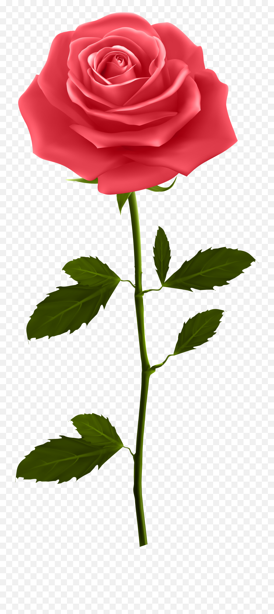 Real Rose With Stem Clipart Png