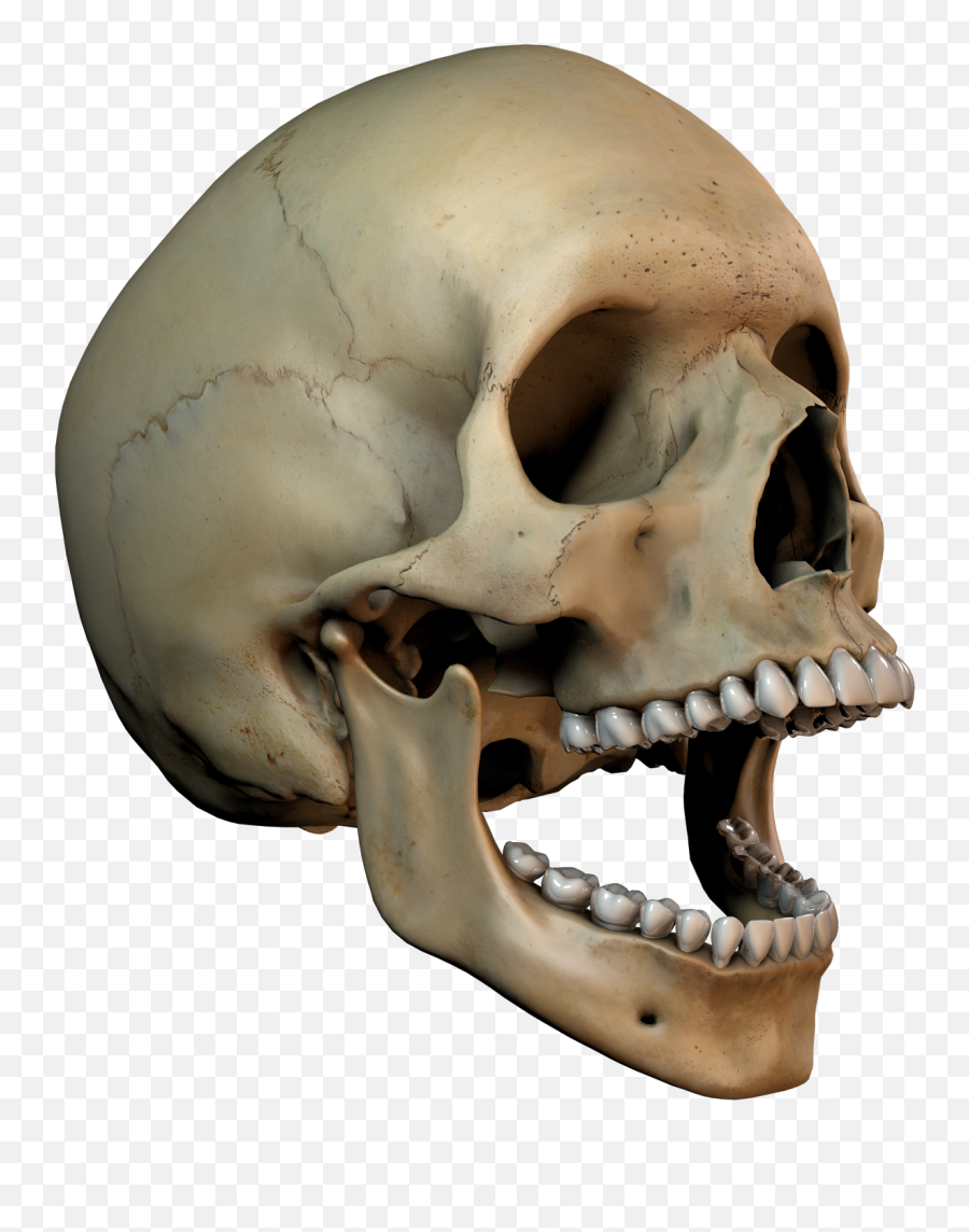 Download Free Png Hd 3d Skull - Skull Free Unlimited Transparent 3d Skull Png,Skull Png Transparent