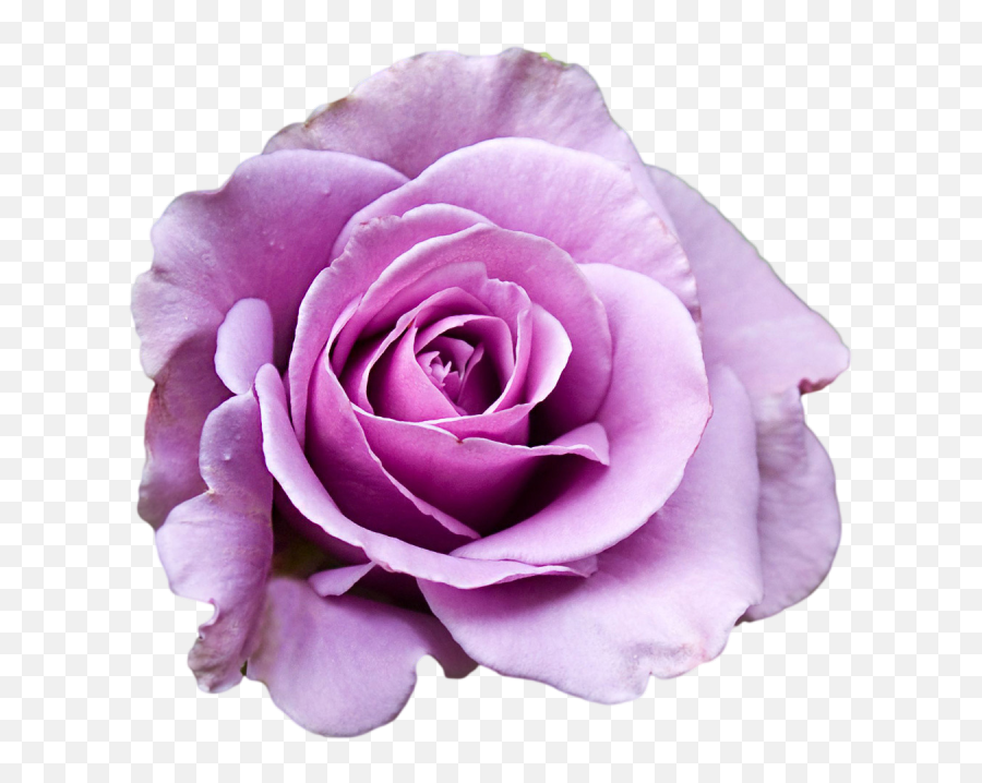 Download Hd Purple Rose Clipart Png Tumblr - Purple Rose Transparent Background Png Flower Purple,Rose Clipart Transparent Background