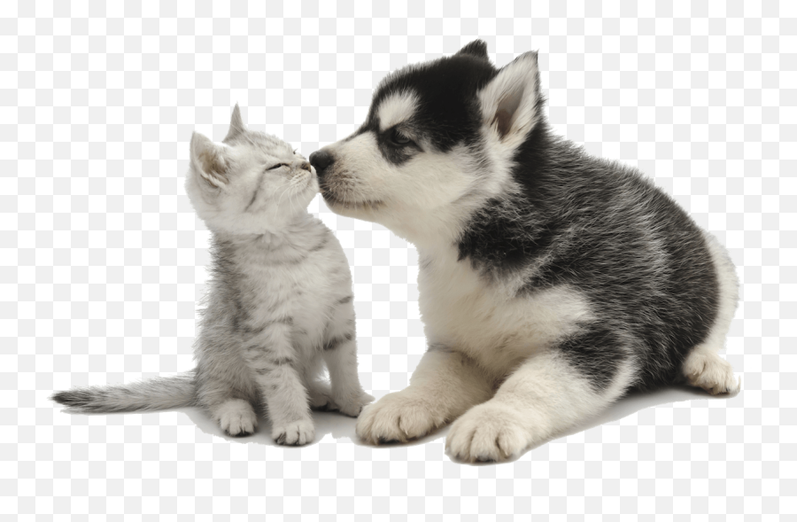Cute - Puppykissingkitten Animalmama Cat And Dog Backgrounds Png,Kitten Transparent Background