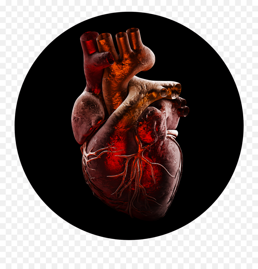 Home - Hypertrophic Cardiomyopathy Association Hypertrophic Cardiomyopathy Png,Yahoo Heart Icon