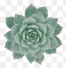 News U0026 Events - Echeveria png