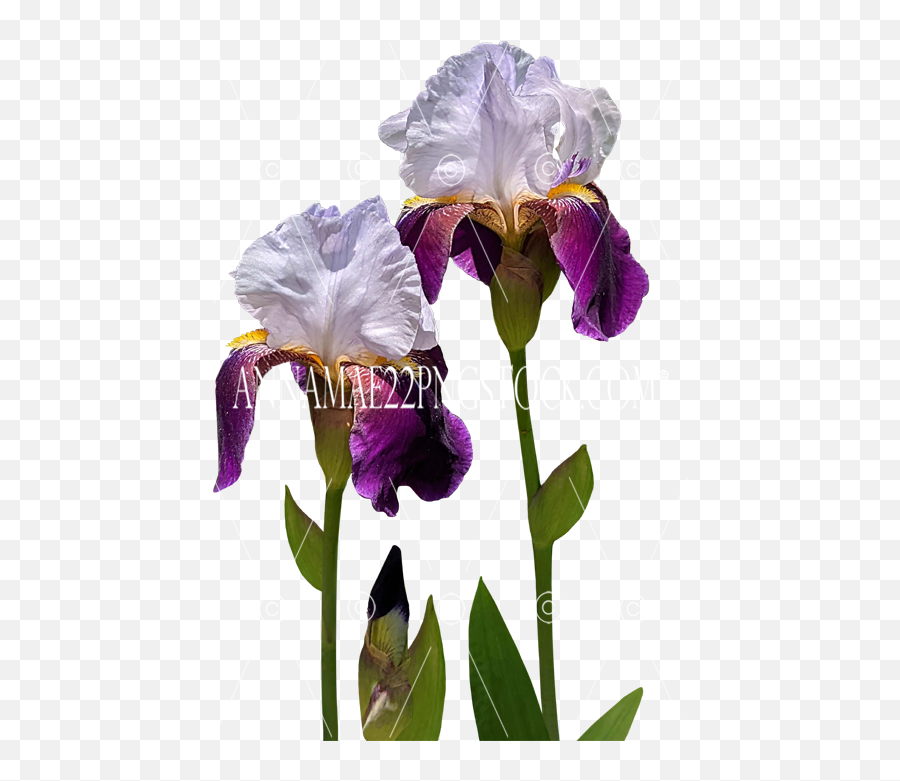 Flowersplants Png Stock Photos - Algerian Iris,Iris Flower Icon