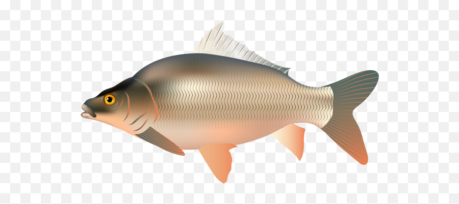 Species - Skretting Minnows And Carps Png,Koi Fish Icon