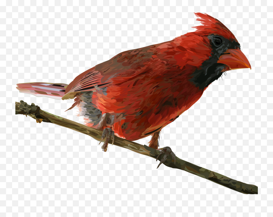Cardinal - Northern Cardinal Png,Cardinal Png