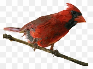 Cardinal - Northern Png
