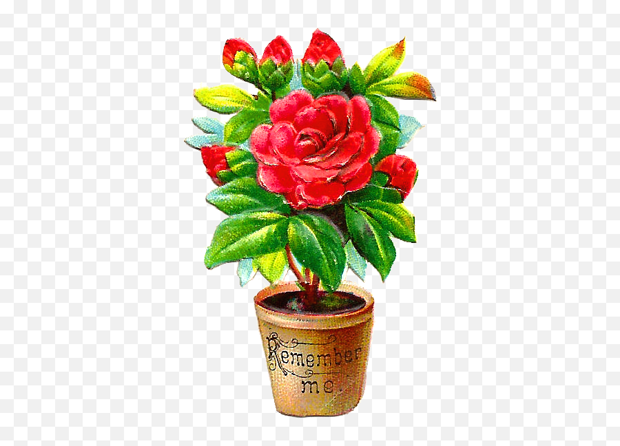 Library Of Flower Bush Clip Png Files Clipart - Rose Plant In Pot Clipart,Bushes Transparent