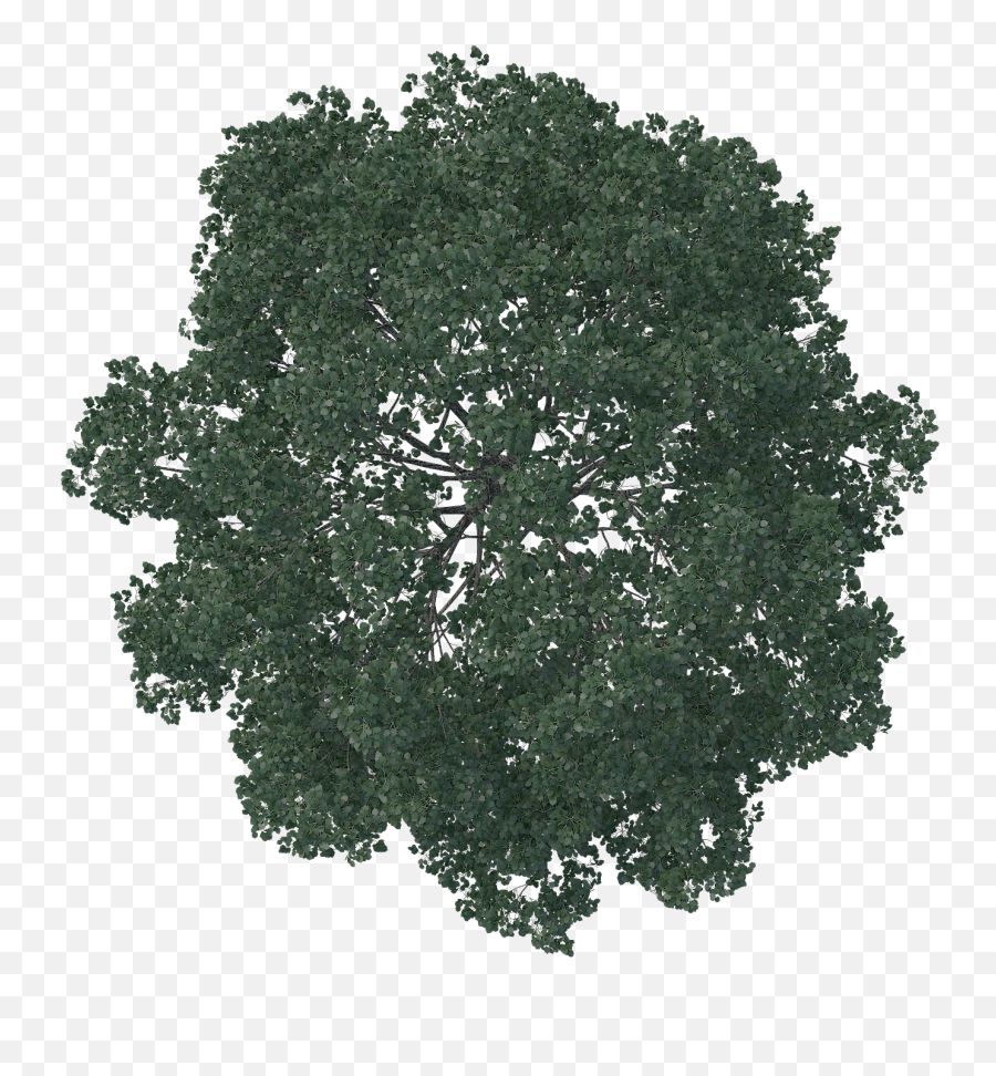 Top View Of Pine Tree High Res Free Transparent U0026 Png