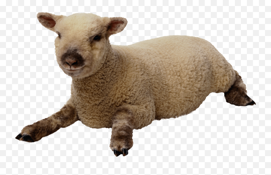 Sheep Png Image Icon Favicon - Sheep Transparent Background,Sheep Png