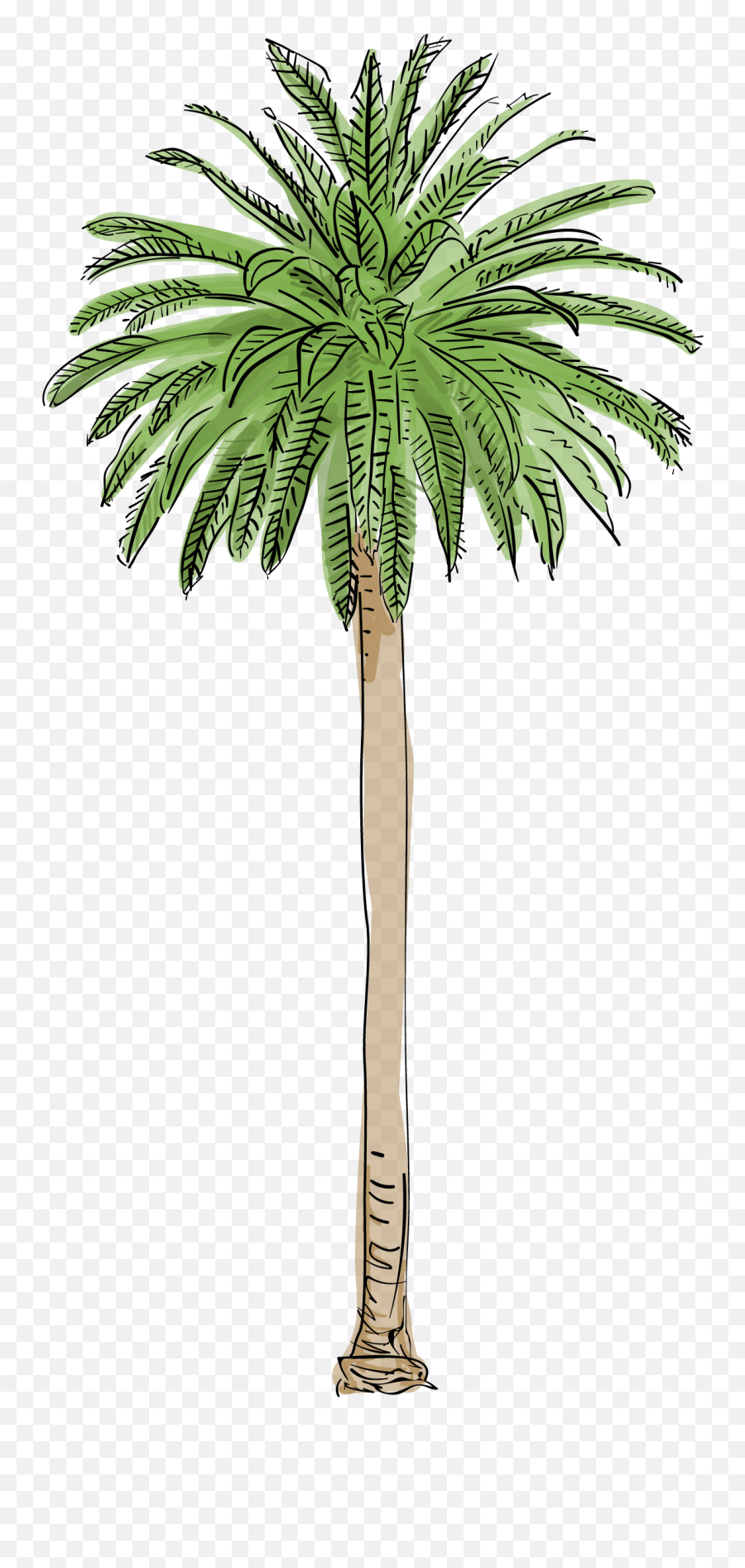 Palm Tree Png Photos - Artificial Palm Trees,Palm Png