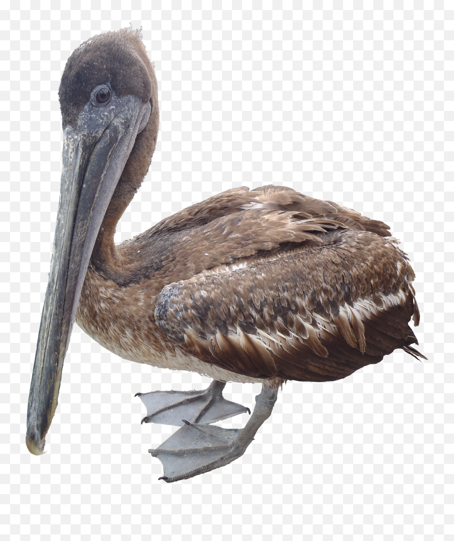 Pelican Png - Pelican Png,Pelican Png