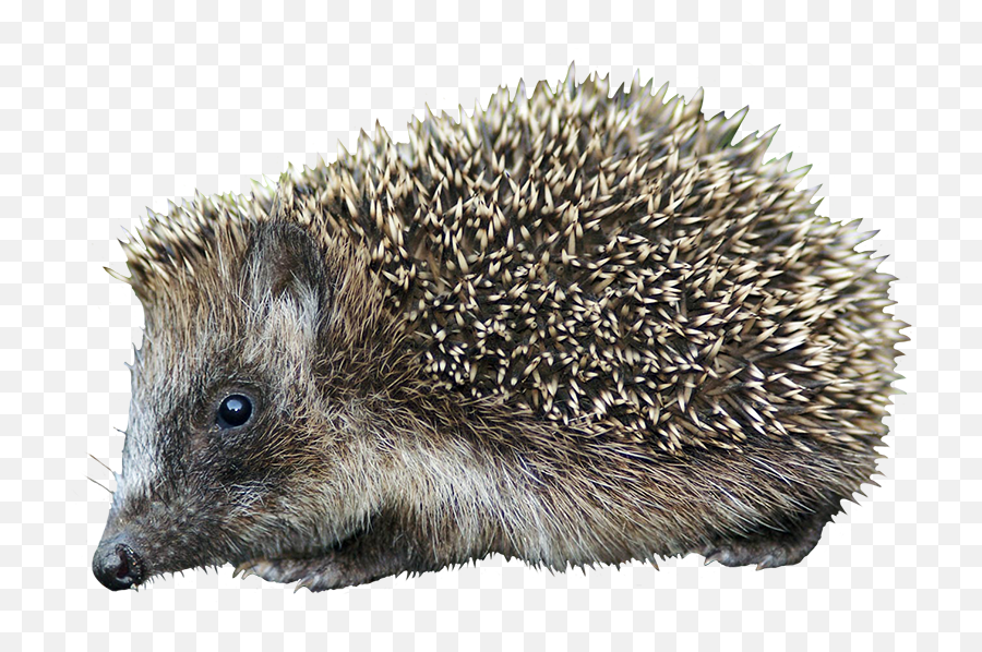 Hedgehog Clipart - Hedgehog Png,Hedgehog Transparent Background