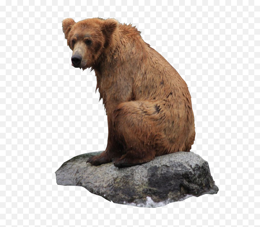 Bear Png Transparent Background Image Grizzly