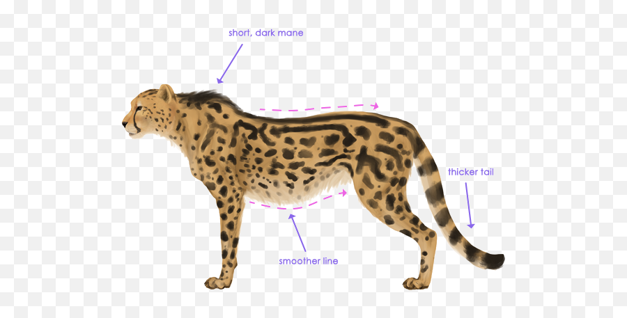 Cheetah Png Free Download Arts - Cheetah With Lines,Cheetah Png