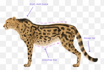 Cheetah Png Free Download Arts - Cheetah With Lines,Cheetah Png