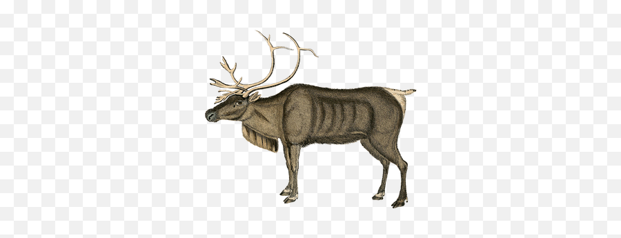 200 Free Reindeeranimal U0026 Reindeer Images - Pixabay Reinsdyr Transparent Png,Reindeer Transparent