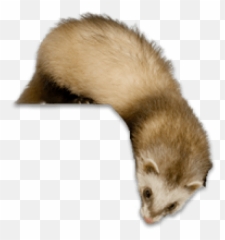 Ferret Transparent Image - Ferret Transparent Png,Ferret Png