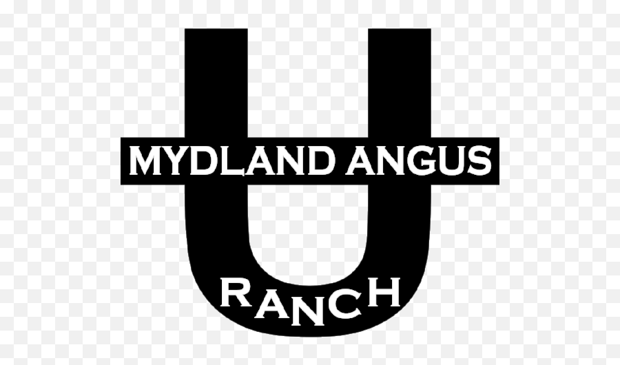 Mydland Angus Ranch - Graphic Design Png,Black Bulls Logo