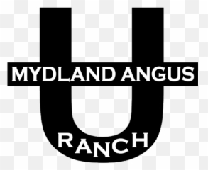 Mydland Angus Ranch - Graphic Design Png,Black Bulls Logo