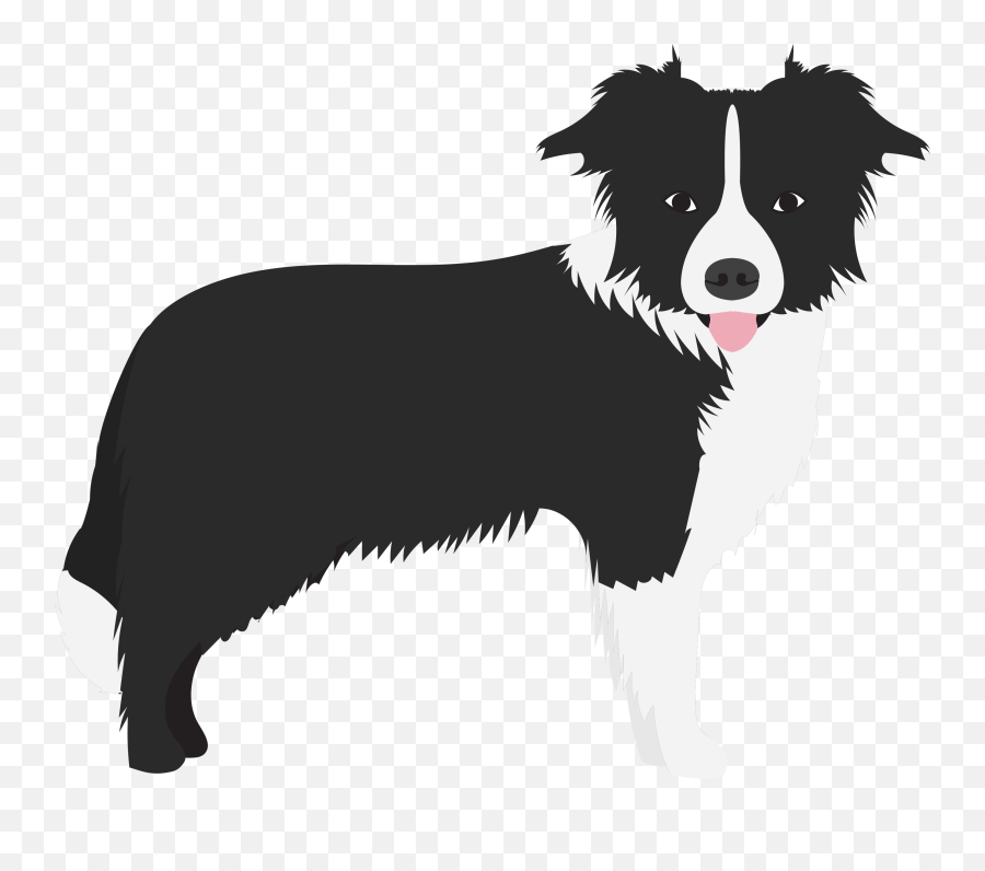 Border Colie Dogs In The News - Border Collie Png Flat,Border Collie Png