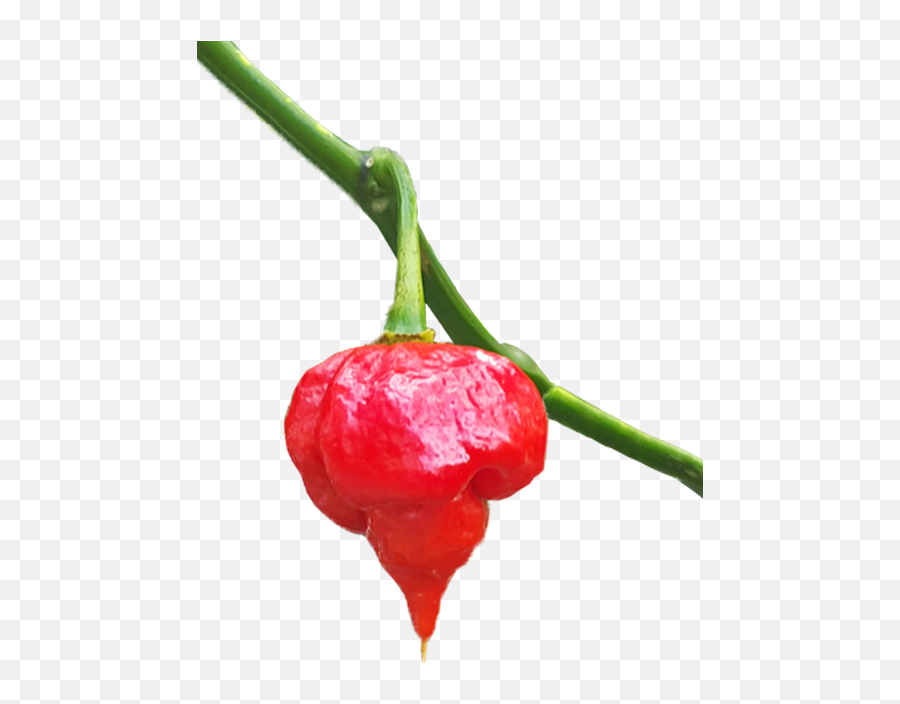 Download Hd Trinidad Scorpion For Sale - Sweet And Chili Wiri Wiri Pepper Png,Peppers Png