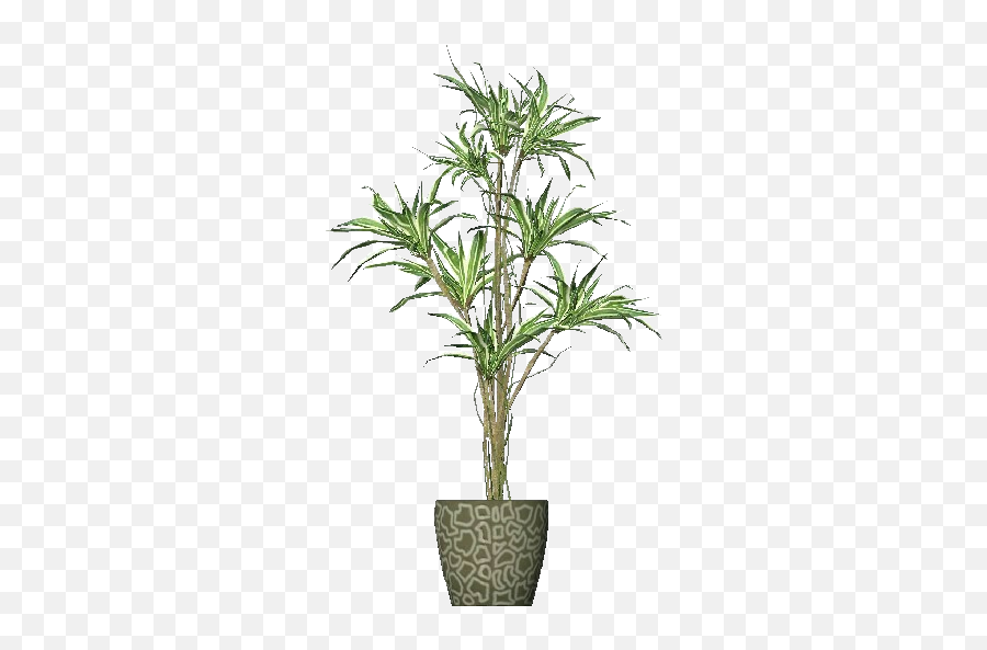 3d Flowers - Dracena Acca Software Dracena Planta Png,Corn Stalk Png