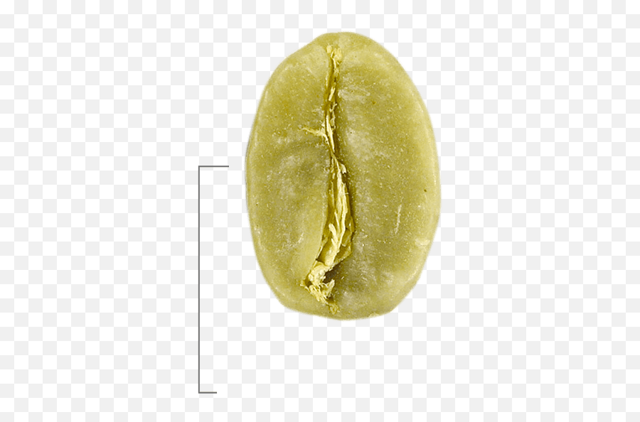 green coffee bean png