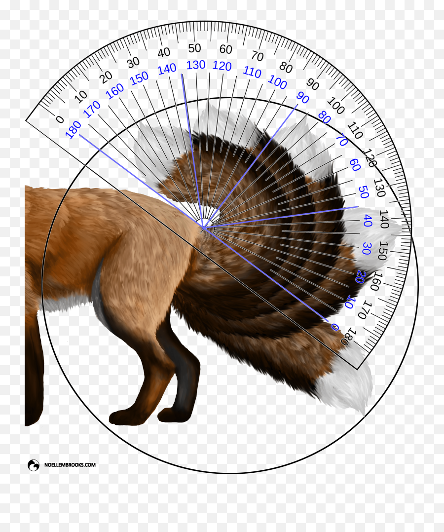 Download Red Fox Tail Curl Angle Calculations - Protractor Reading A Protractor Question Png,Protractor Png