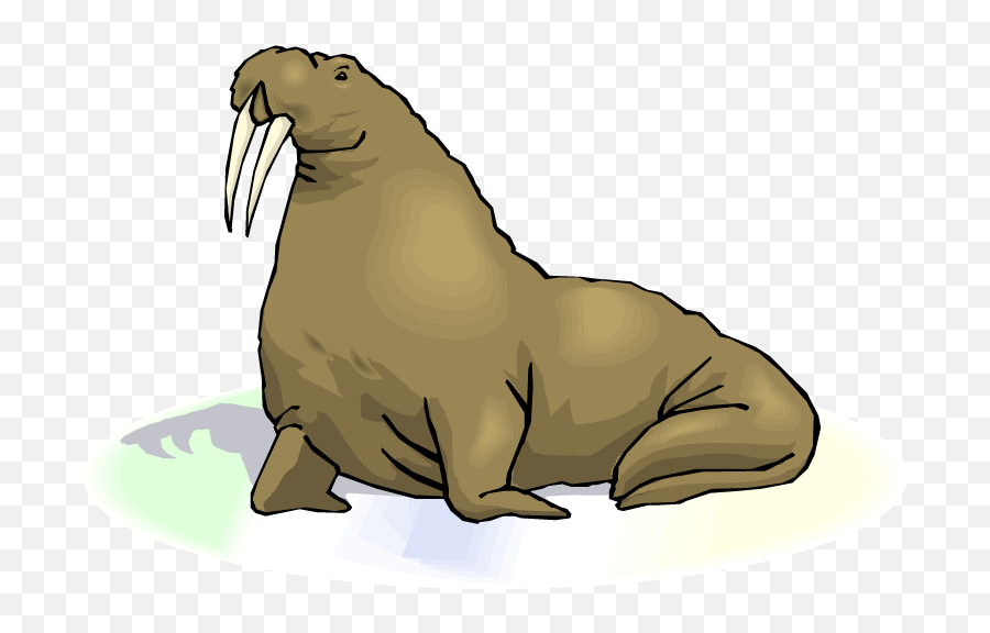 Walrus Transparent Images Png - Transparent Background Walrus Clip Art,Walrus Png