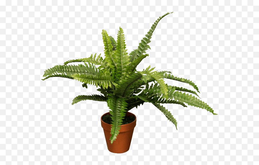 The Best Indoor Plants To Boost Your Interior For - Houseplant Png,Indoor Plant Png