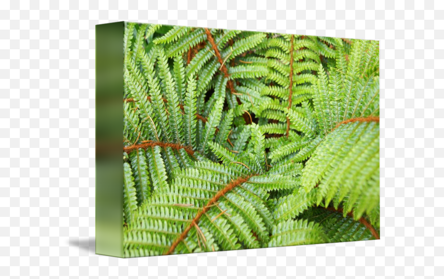 Ferns Fronds Leaves Art Prints Forest Fern By Baslee Troutman Fine - Vertical Png,Ferns Png