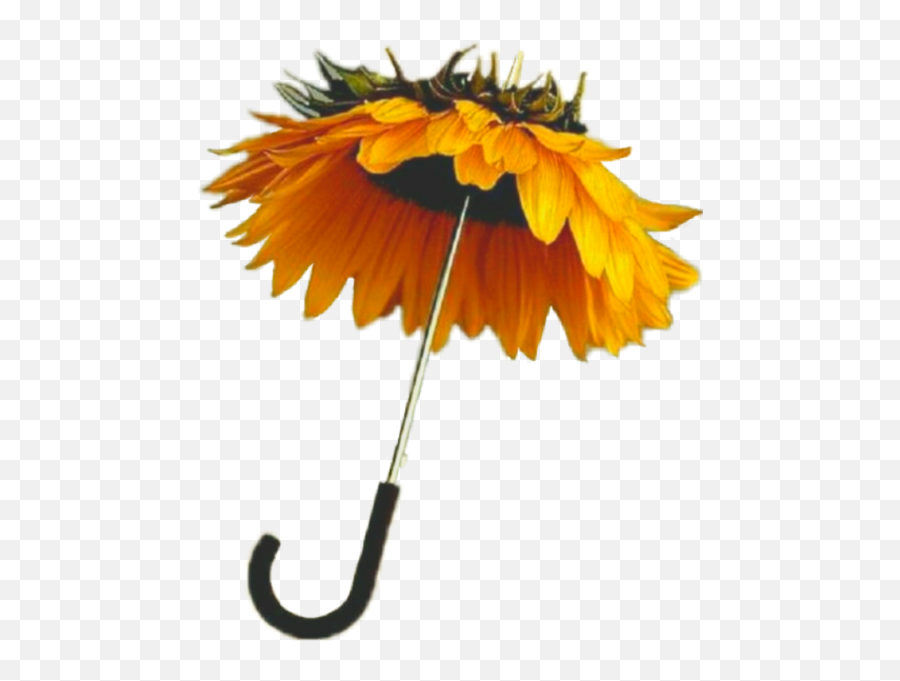 Umbrella - Paraguas Girasol Png,Umbrella Png
