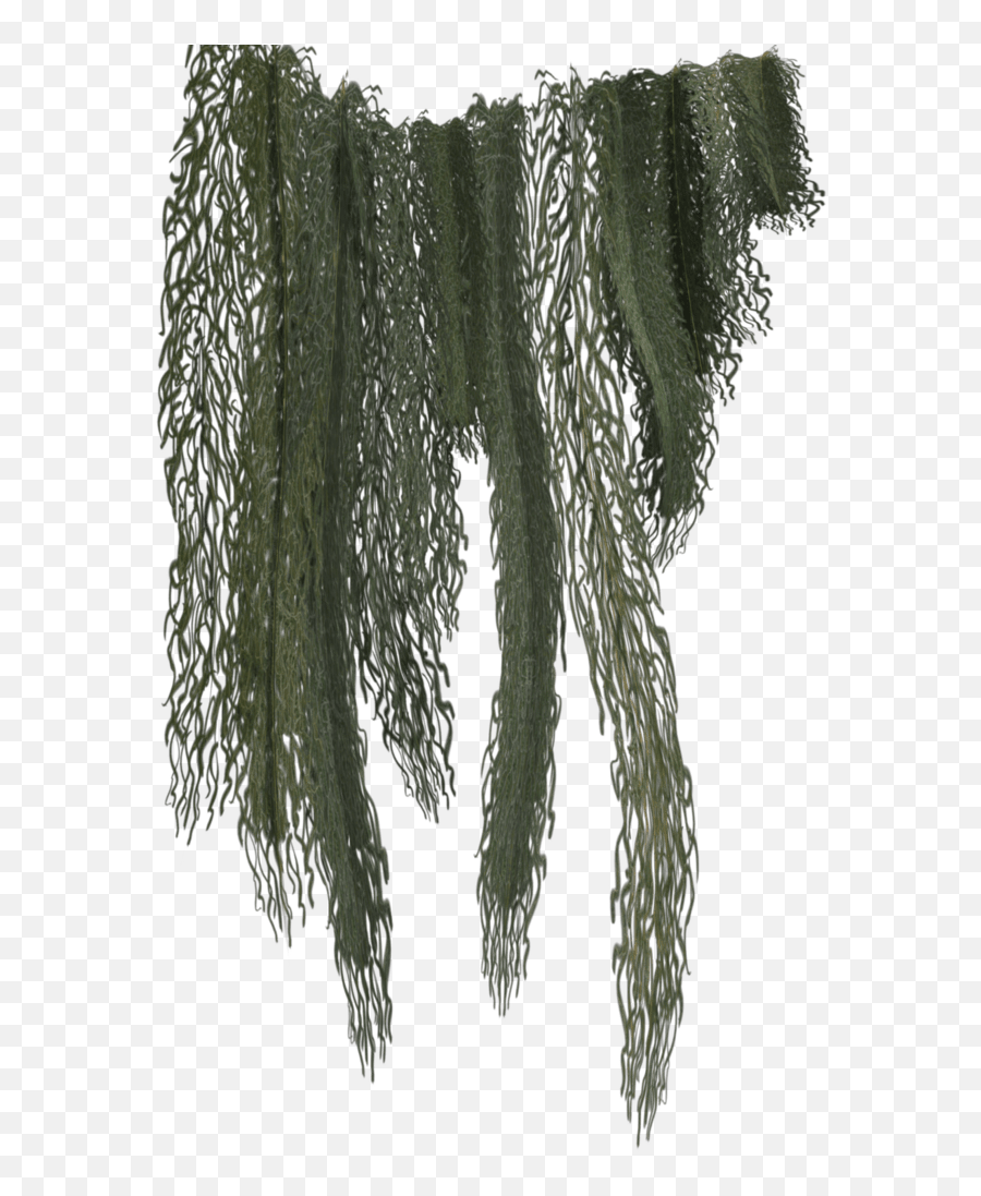 Download Hanging Moss Png - Transparent Hanging Moss Png,Hanging Vines Png