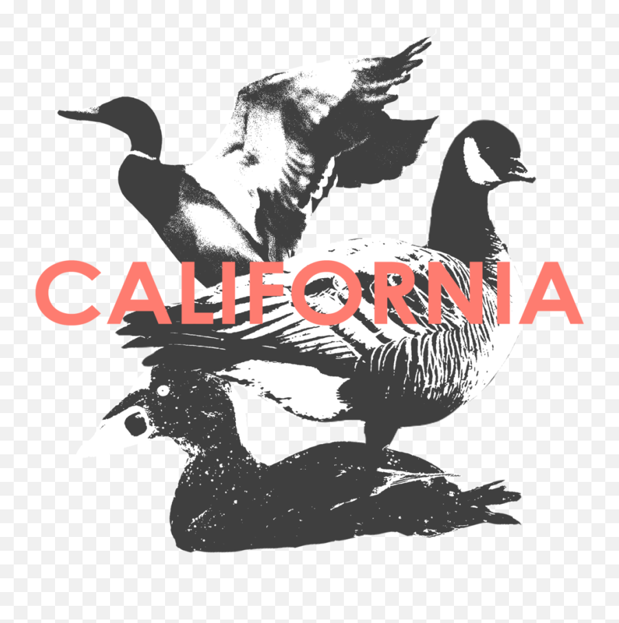 California Hunt 41 - Duck Png,California Png