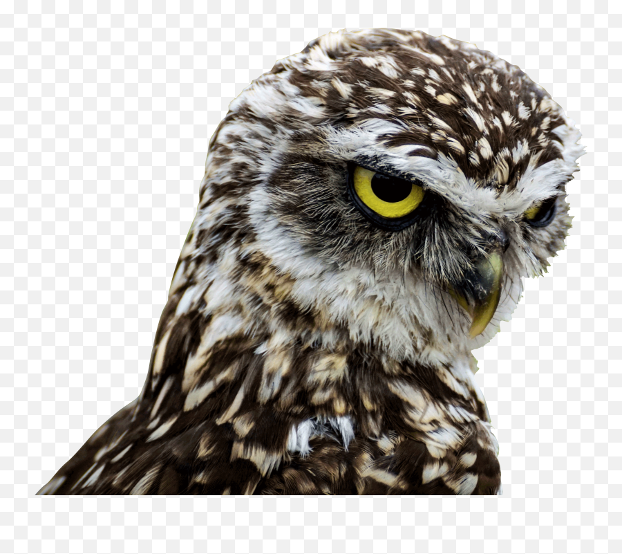 Download - Birds Of Prey Good Morning Png Image Burrowing Owls,Prey Png