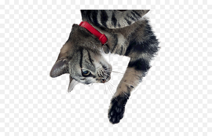 Science Diet - Youthful Vitality For Your 7 Cat Hillu0027s Pet Youthful Vitality Cat Png,Transparent Cat