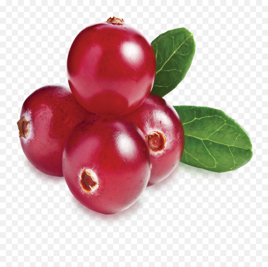 Cranberry Lamberts Png Image With No - Cranberry Transparent Background,Cranberries Png