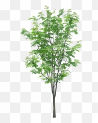 Download Hd Tree Branches Leaves Palm Autumn - Transparent Branch Texture png