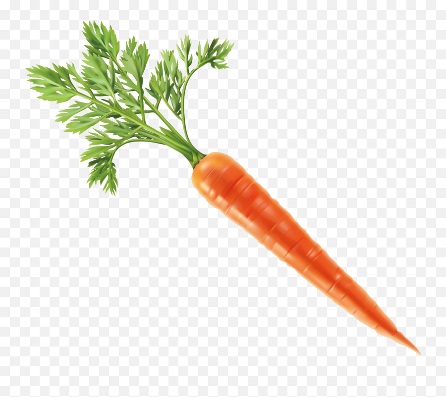 Carrot Vector Png Download - Transparent Background Carrot Png,Carrot Transparent Background