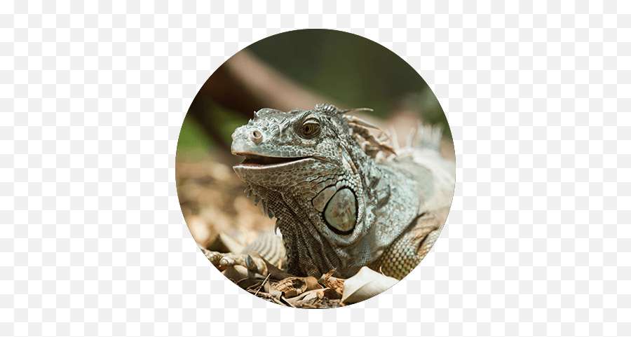 Reptile U2013 Couch Potato Pets Png Iguana Icon