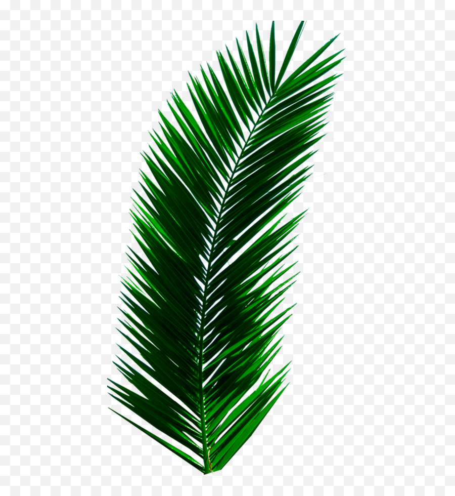 Palm Trees Leaves Png - Palm Tree Leaf Png,Palm Leaves Transparent