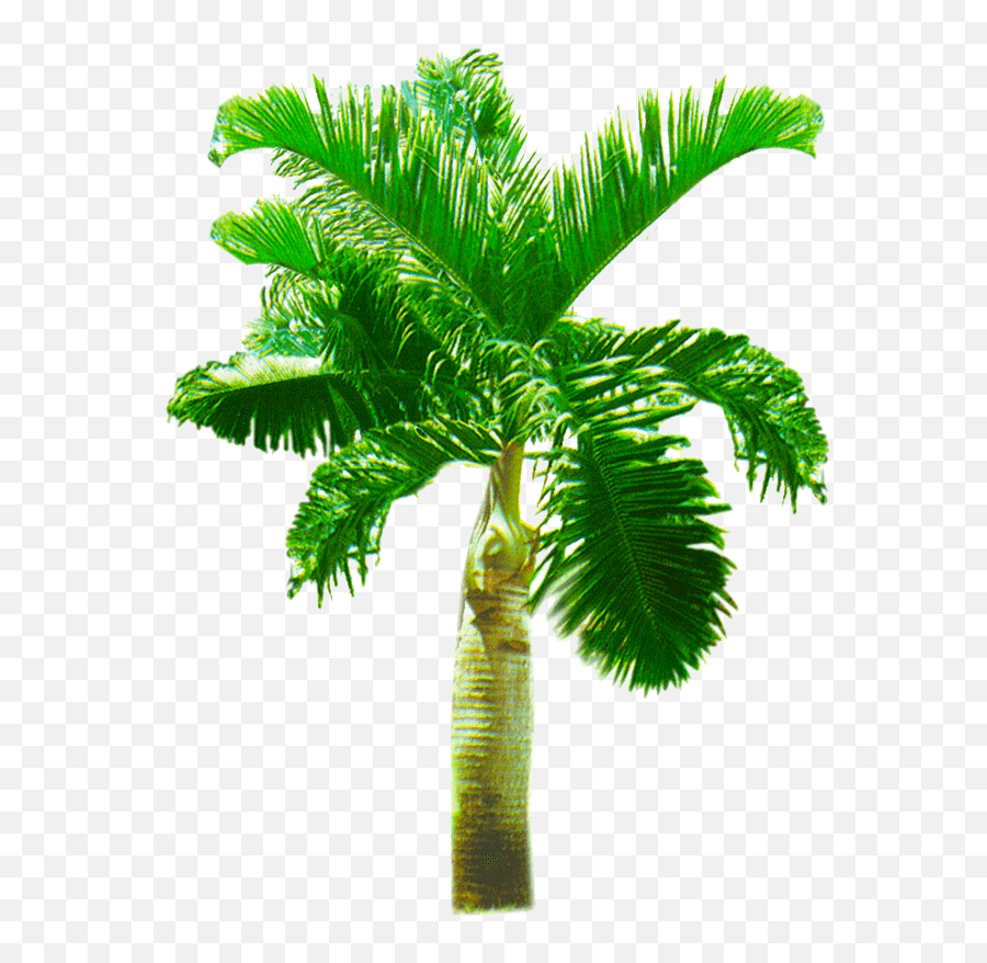 Palm Png Tree Transparent Background - Palm Trees,Palm Png