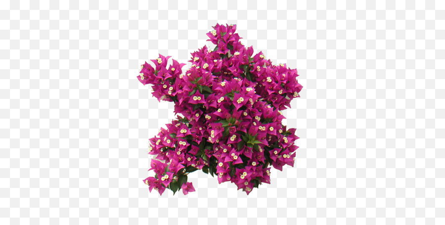 Download Free Png Bougainvillea - Pink Tree Top View Png,Tropical Plants Png