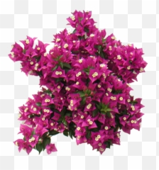 Download Free Png Bougainvillea - Pink Tree Top View