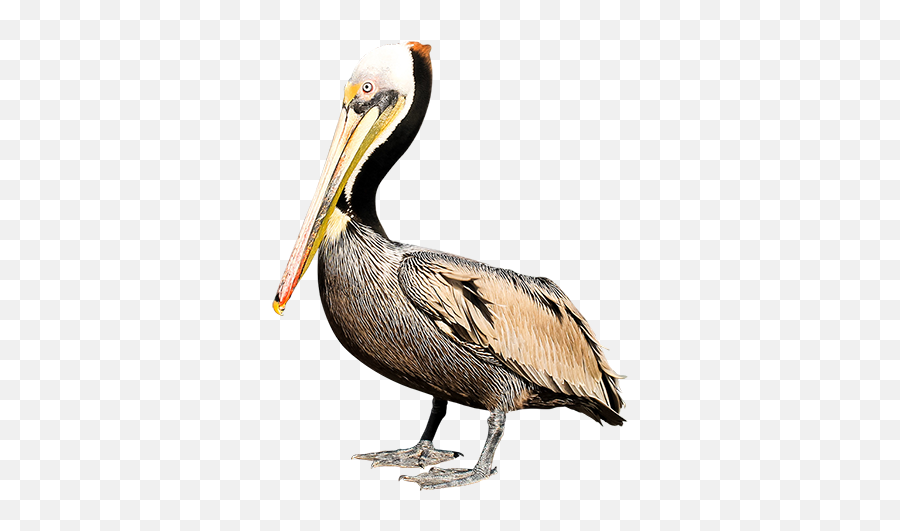 Hd Pelican Png Background Image - Brown Pelican Png,Pelican Png